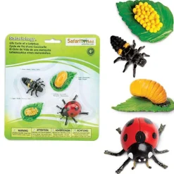 Levenscyclus Lieveheersbeestje Safari Ltd