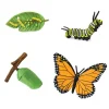 Levenscyclus Monarchvlinder Safari Ltd