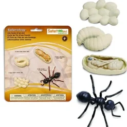 Levenscyclus Van Een Mier Safari Ltd